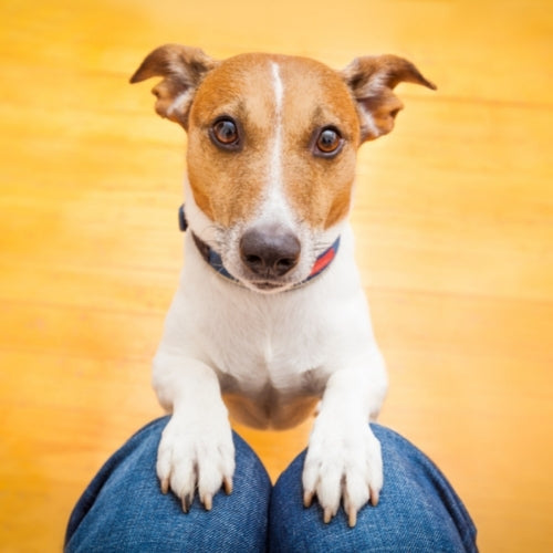 jack russell with paws on owner's knees