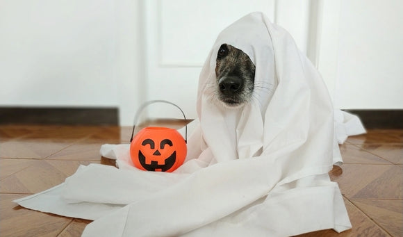 image of a dog in a white sheet with plastic pumpkin treat basket next to him