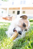Earth Animal Pork No-Hide® Wholesome Chews (4 2-Pack)