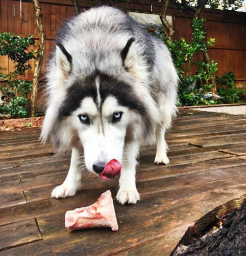 Primal Pet Foods Raw Recreational Beef Marrow Bones (Medium - 1 Pk)