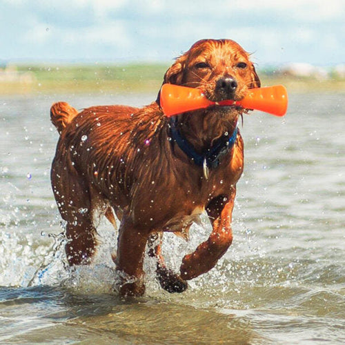Bionic Urban Stick Dog Toys (Small)