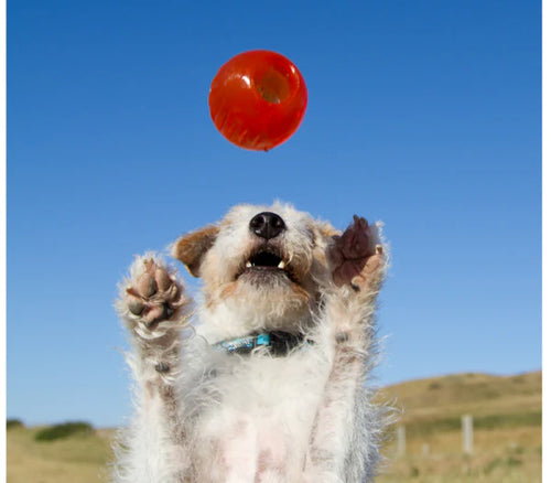 Bionic Ball Dog Toys (Medium)