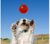 Bionic Ball Dog Toys (Large)