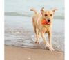 Bionic Bone Dog Toys (Small)