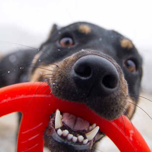 Bionic Toss-N-Tug Dog Toys (Large)