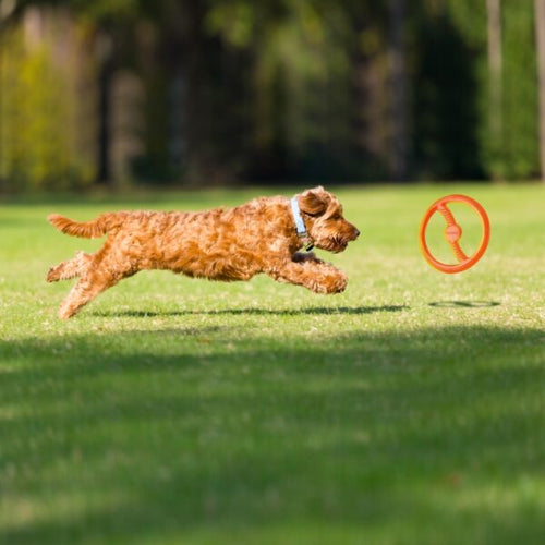 Bionic Toss-N-Tug Dog Toys (Large)