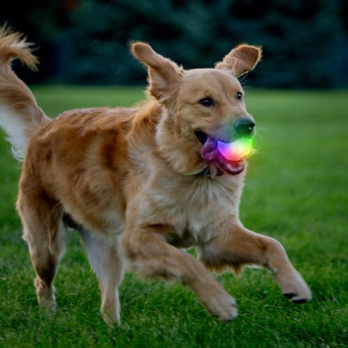 Nite Ize GlowStreak® Wild™ LED Ball - Disc-O Dog Toy ()